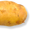 Potato - Dutch Cream